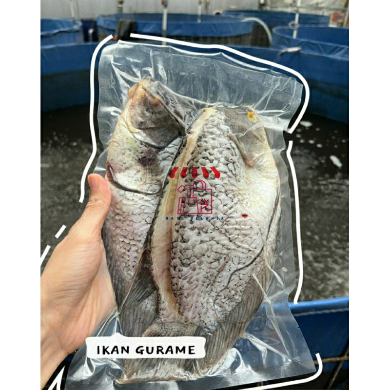 Ratu Belanja - Ikan Gurame Premium Segar - bersih / Gurame Beku / Ikan Gurame / Frozen Gurame 1 KG