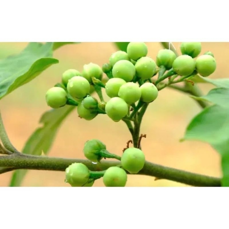 

Buah Takokak/Terung pipit