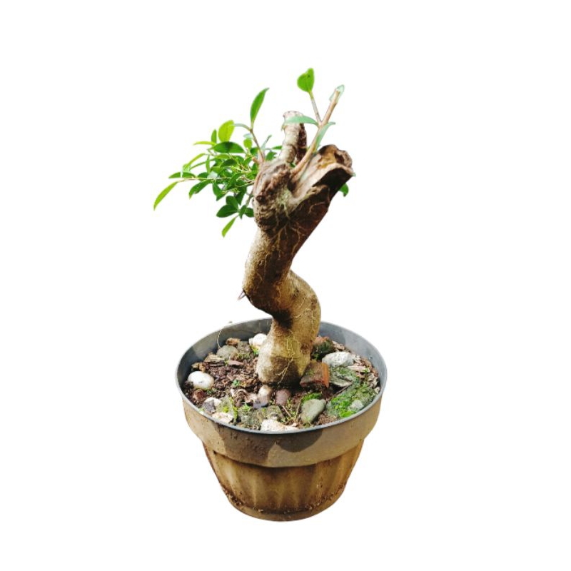 BONSAI BERINGIN MEDIUM