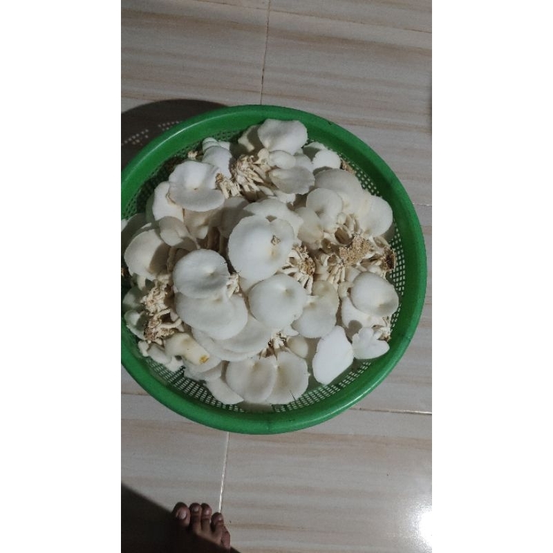 

Jamur tiram kemasan