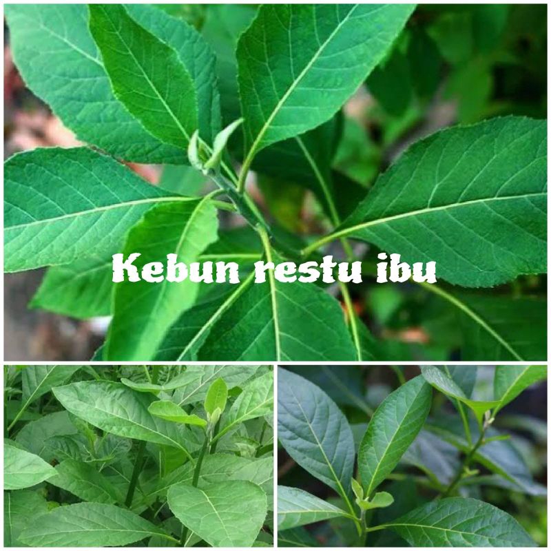

Promo daun afrika segar fres 500gr murah
