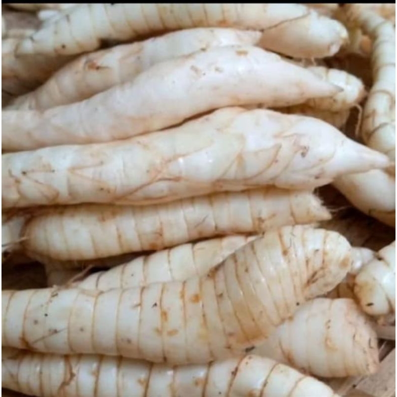 

Umbi Garut segar fresh 1 kg kilogram