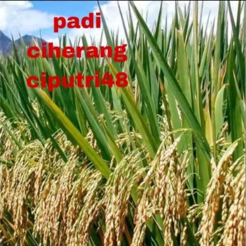 BENIH PADI CIHERANG CIPUTRI 48 KUALITAS ( 5KG )