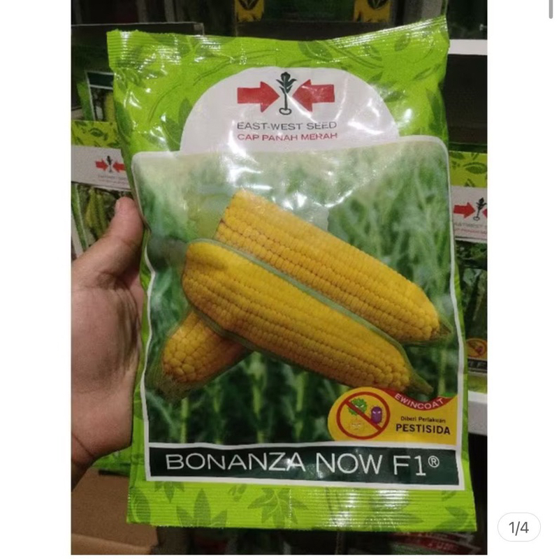 Benih jagung manis BONANZA NOW F1 1800 butir kemasan kaleng jagung manis hibrida dari PANAH MERAH bo