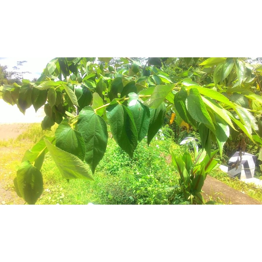 

100 Lembar Daun Kersen Segar / Talok Ceri