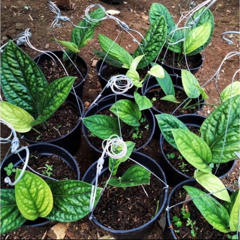 Tanaman sirih badak- Sirih badak