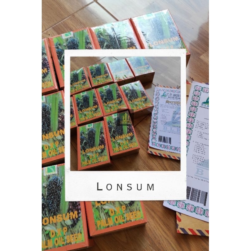 Benih kecambah sawit LONSUM D x P siap semai (250 butir) kelapa sawit lonsum Bella bibit