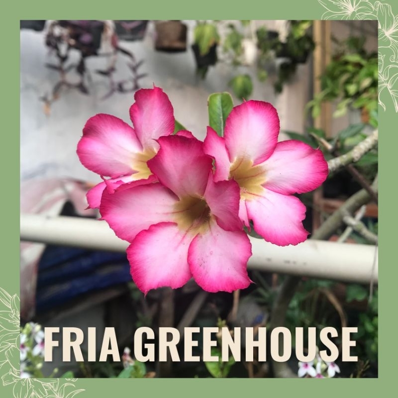 Bonsai Adenium Obesum Berbunga Tinggi 34-60 cm Kamboja Jepang Dewasa Mawar Gurun Lokal Bibit Bunga S