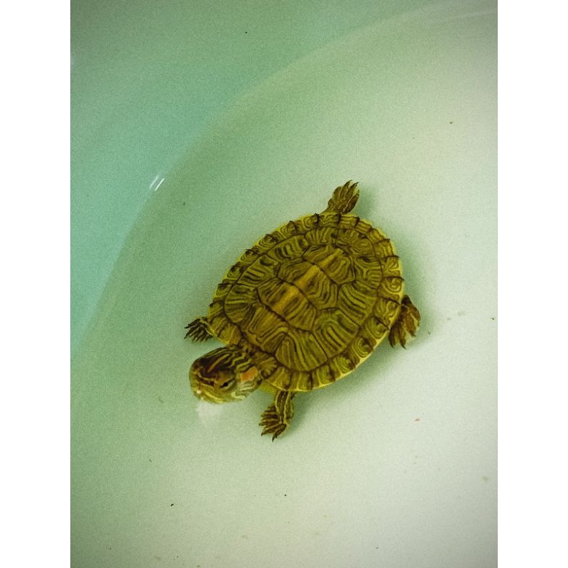Turtle Kura hybrid Rio Brazil grade A size 5-10 cm