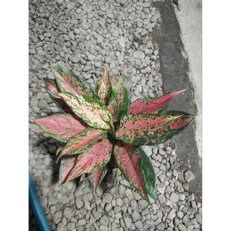 Aglaonema Ruby batik