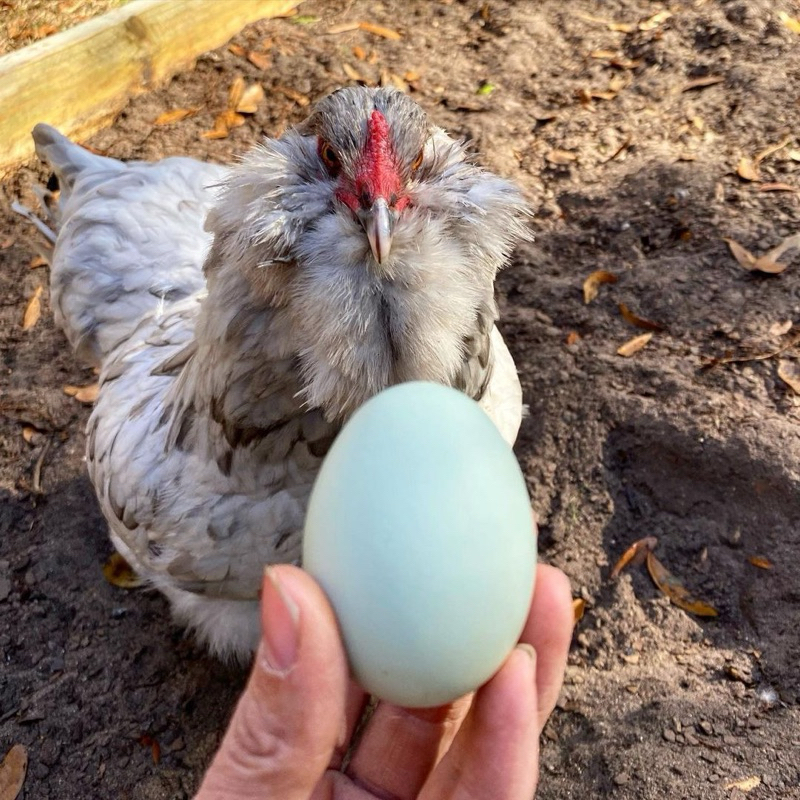 

TELUR FERTIL AMERAUCANA BLUE EGG AYAM PETELUR HANDAL UNTUK DI TETASKAN