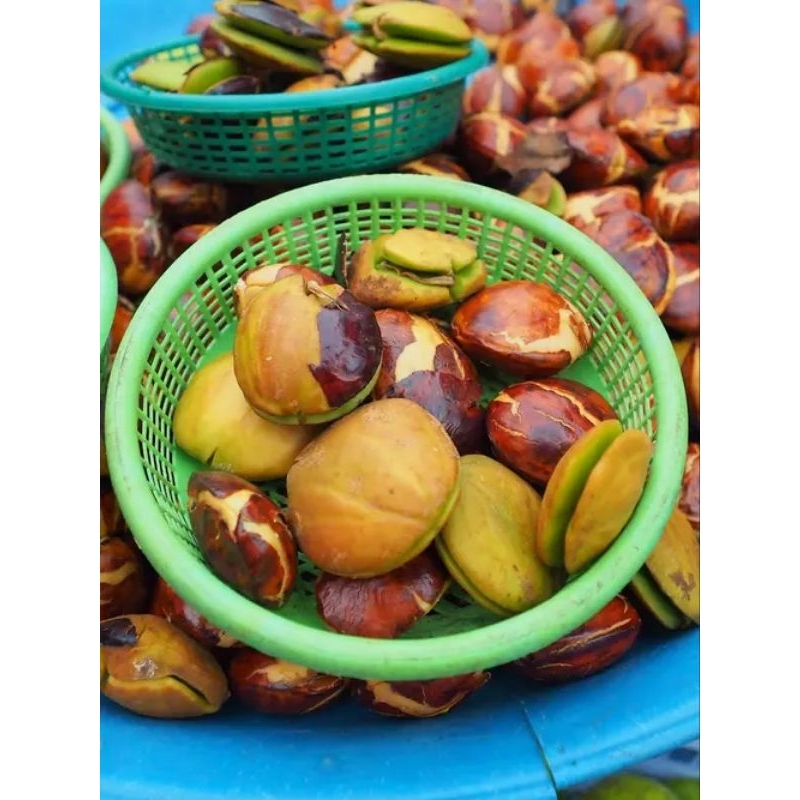 

Jengkol Ketan 500gr