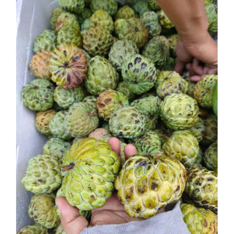 

BUAH SRIKAYA GRADE A PER KG