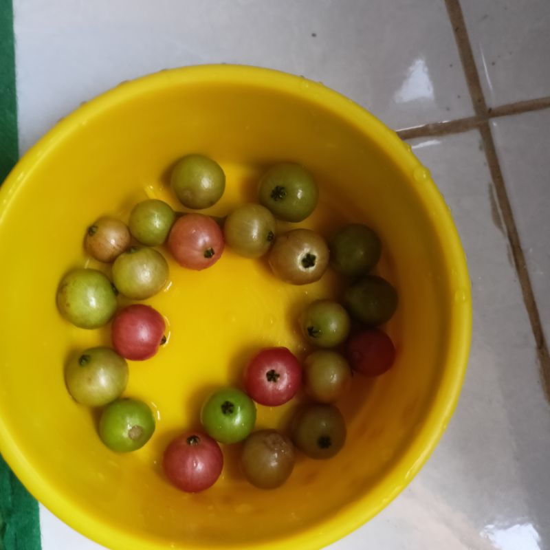 

buah talok/kersen