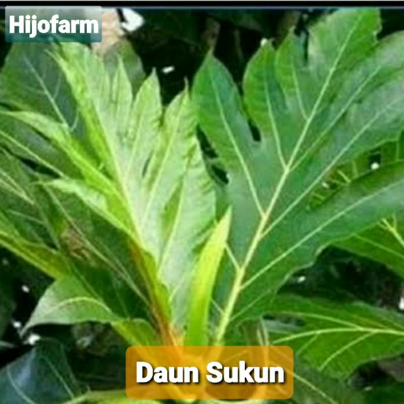 

Daun Sukun Segar 250 Gr