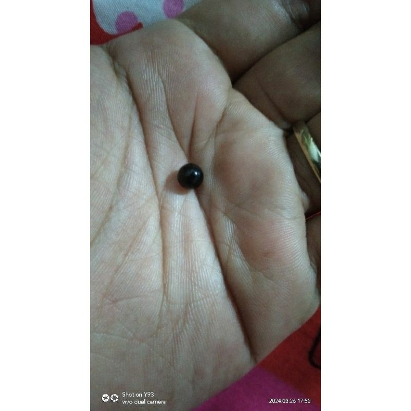 mustika lodaya sancang