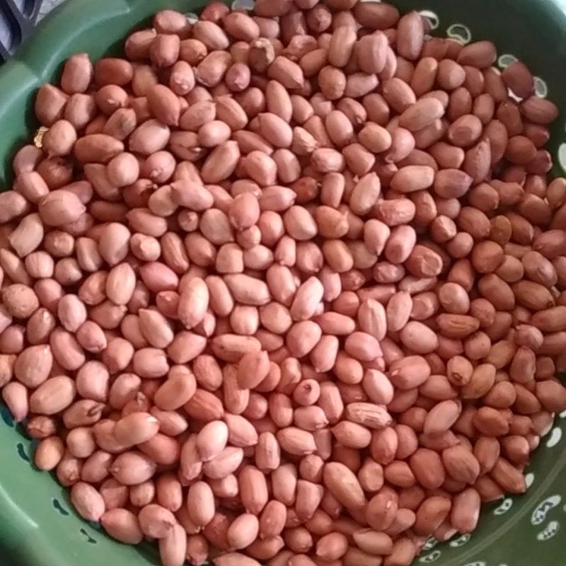 

kacang tanah asli % panen sedri super kacang ukuran besar 1kg