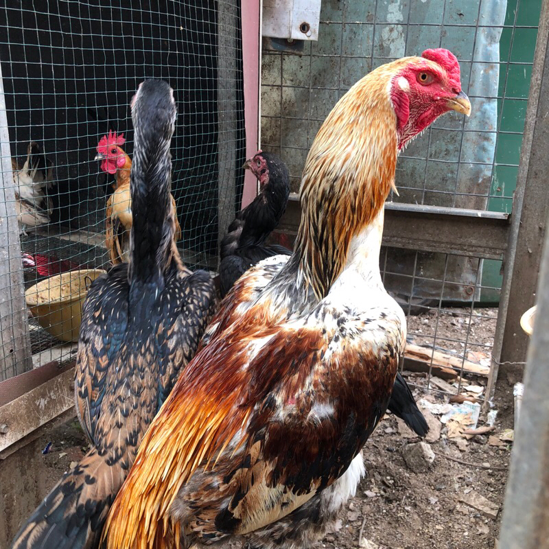 Anak Ayam Shamo Eropa Murni Line Zuchter