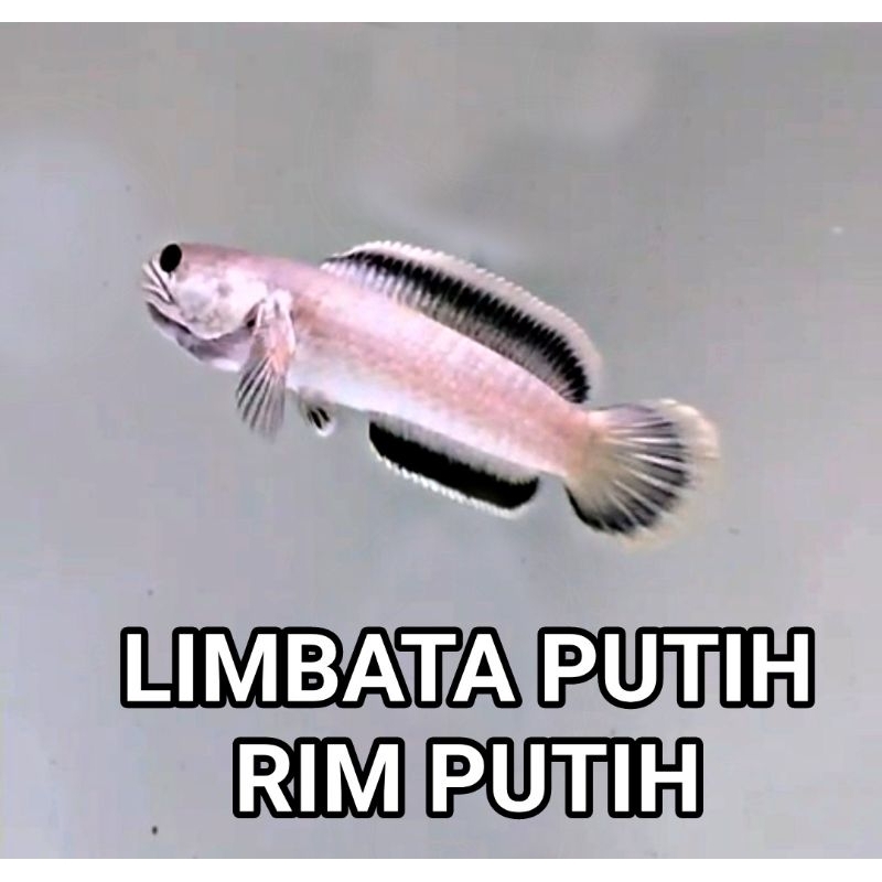 

Limbata putih rim putih langka