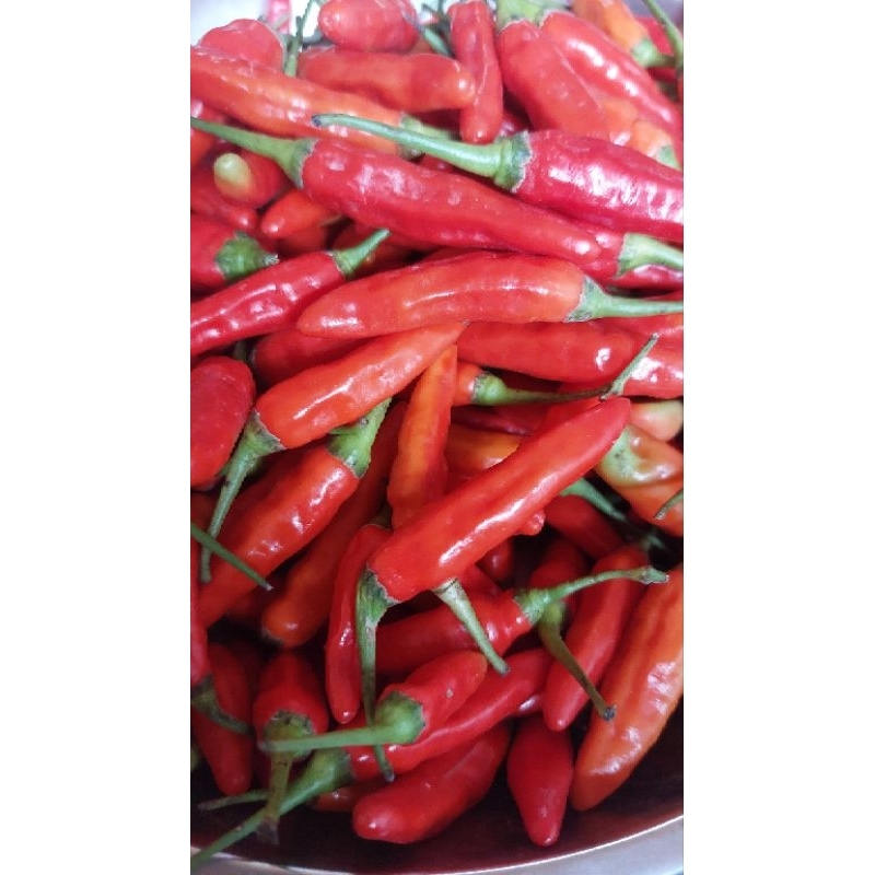 

Cabe Rawit Segar ukuran 1/4, 1/2 dan 1 kg