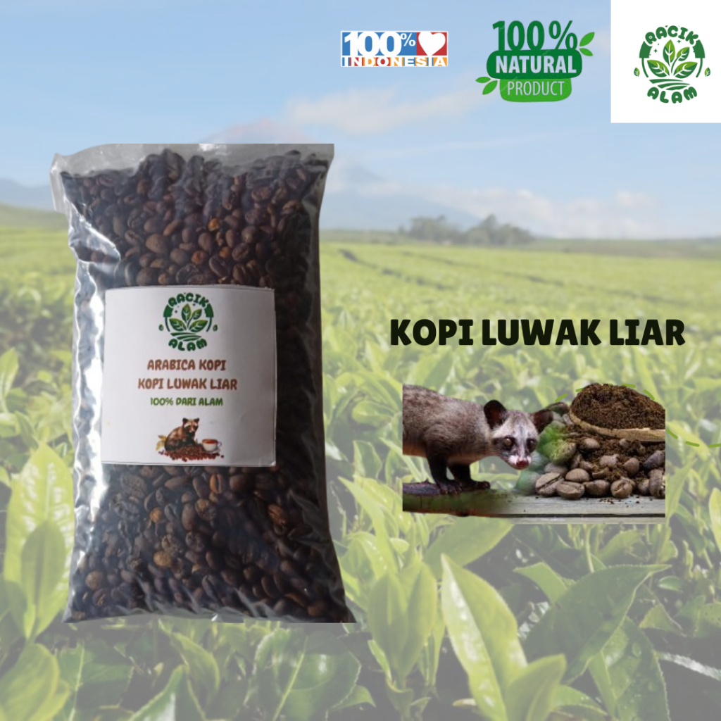 

Biji Kopi Luwak Liar Roasting/Sangrai