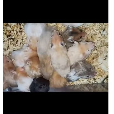 Hamster syrian variant satin anakan trico