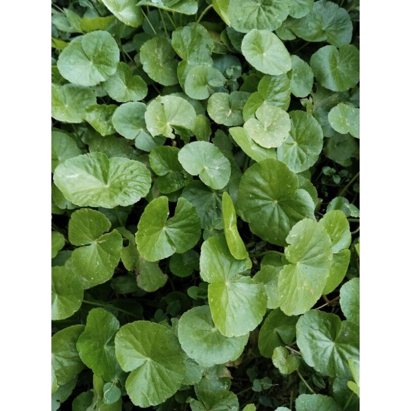 

daun pegagan/antanan "herbal" segar 300grm