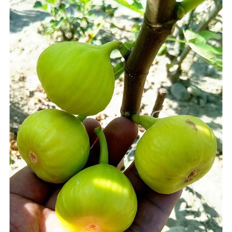 bibit buah tin kuning | yellow tin | bibit tin kuning | asal cangkokan