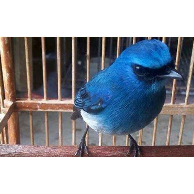 Burung Tledekan Biru laut istimewa