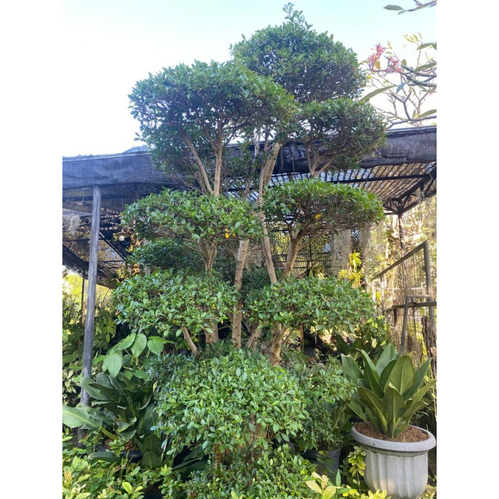Tanaman bonsai dolar uk besar