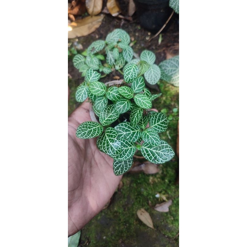 Fitonia mini white vein paludarium Terarrium vivarium