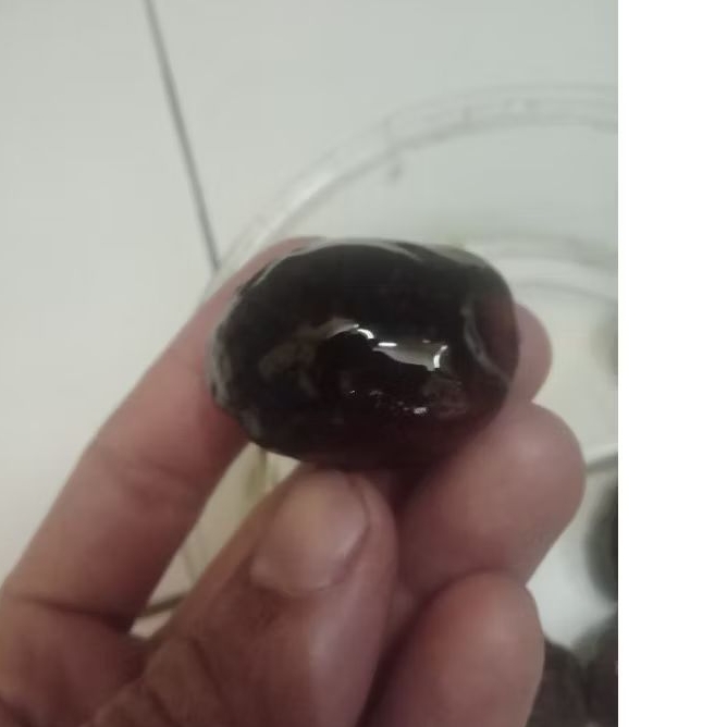 muncang adu mantili cimanggung