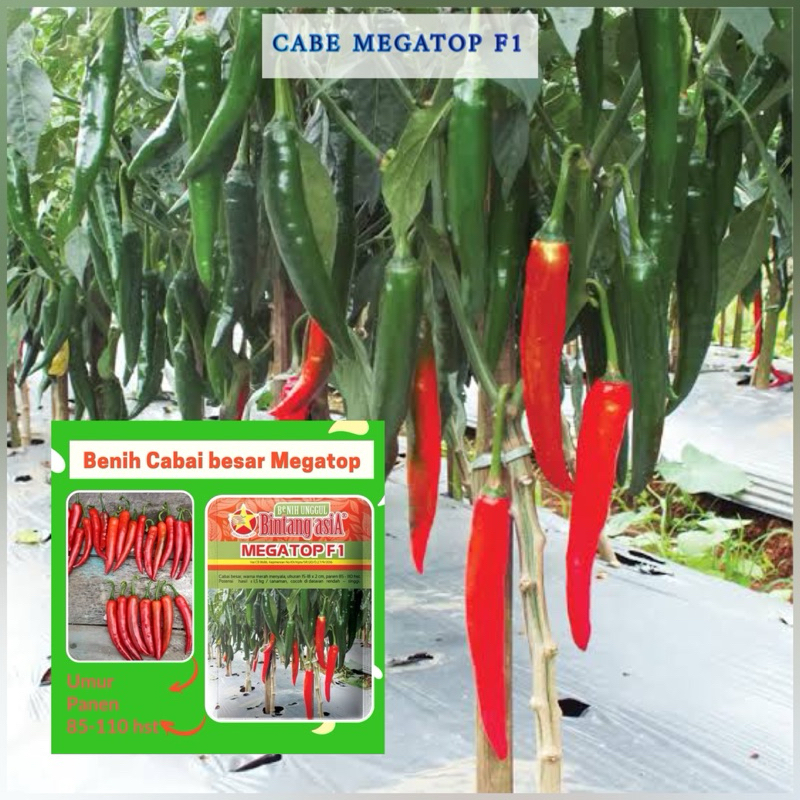 10 Biji - Bibit Benih Cabai Cabe Besar MEGATOP F1  Merk Bintang Asia PT Benih Citra Asia Warna Merah
