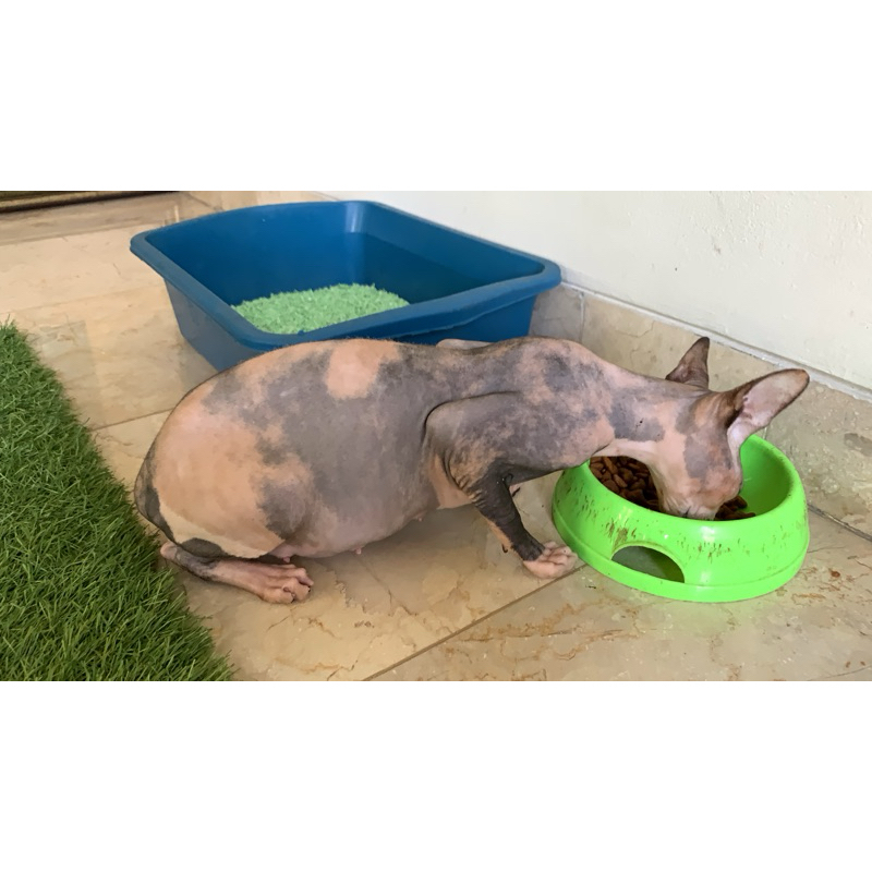 kucing Sphynx
