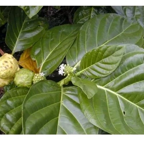 

Daun buah mengkudu/pace fresh ada pesanan baru di petik 50lembar
