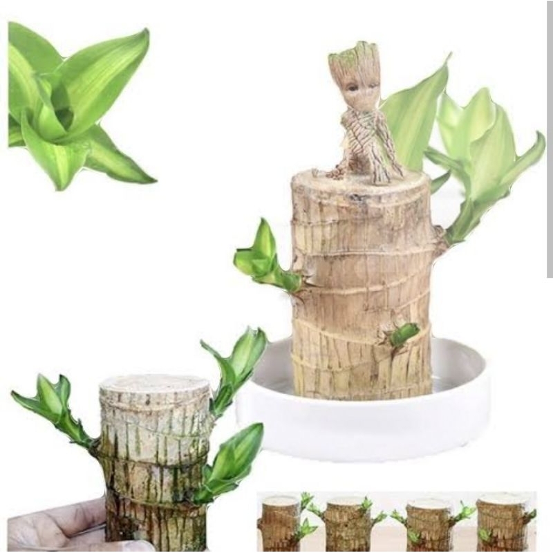 Brazilwood/Lucky Bamboo (Regular)