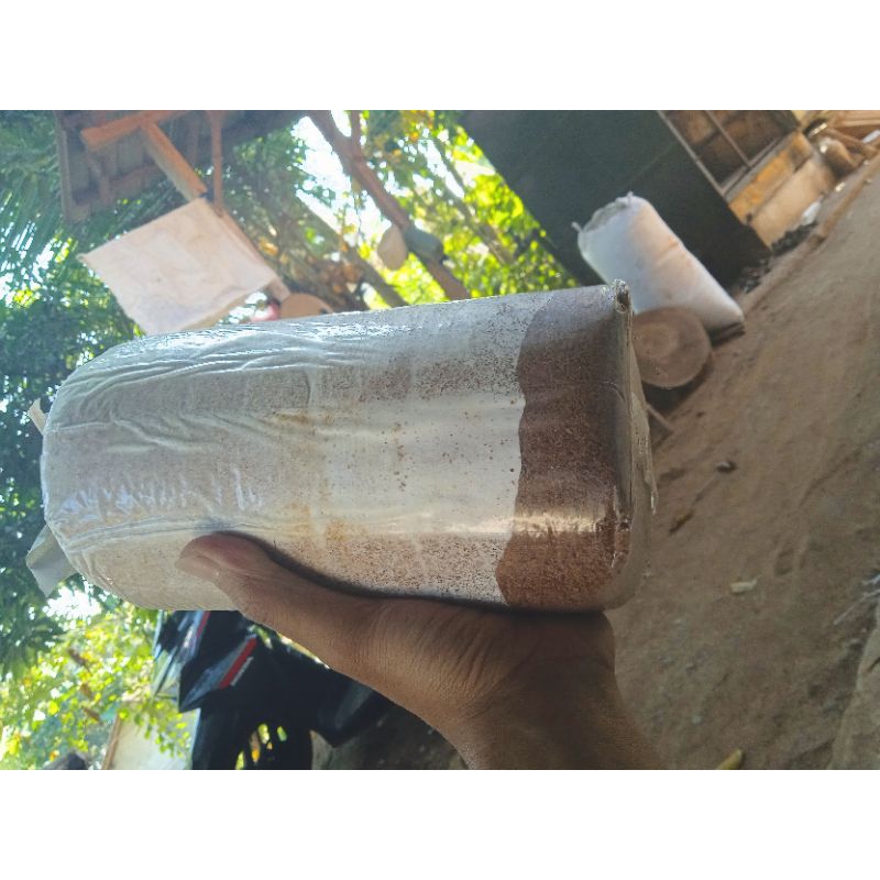 

baglog jamur tiram siap tumbuh /siap panen.