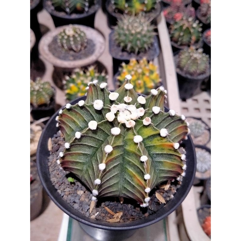 kaktus gymno Lb hybrid variegata bigsize