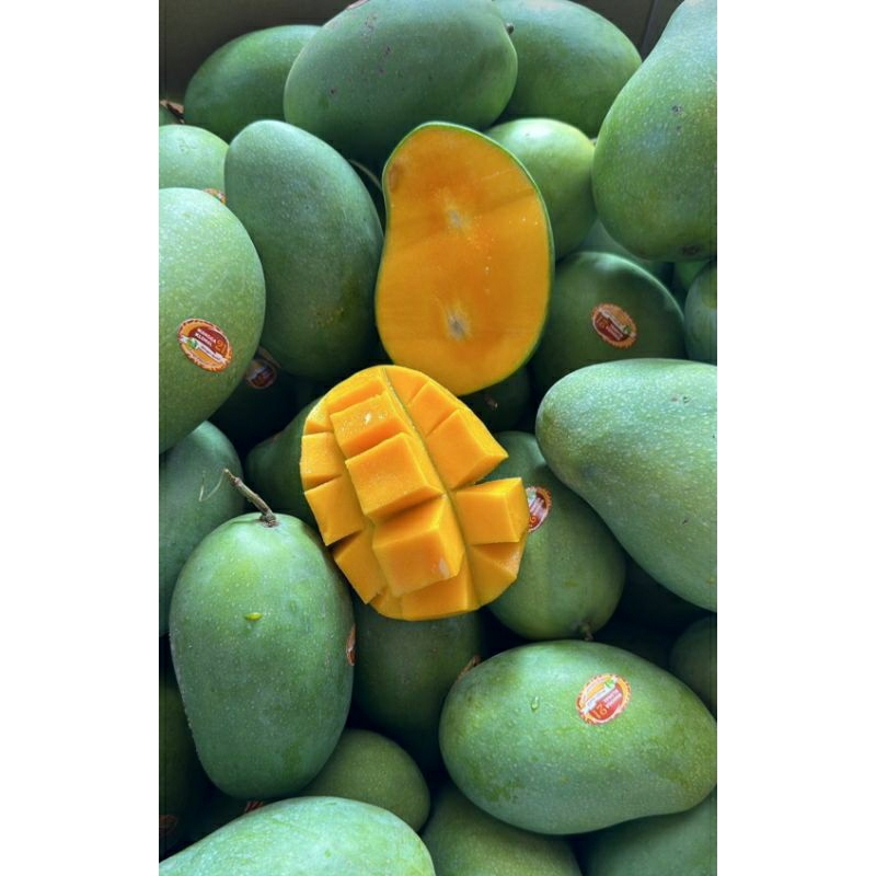 

Mangga Alpukat Asli