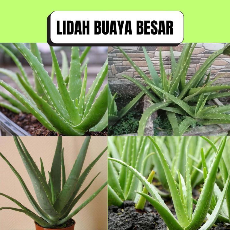 Lidah buaya asli seratus%, Lidah Buaya jumbo, Lidah buaya Asli