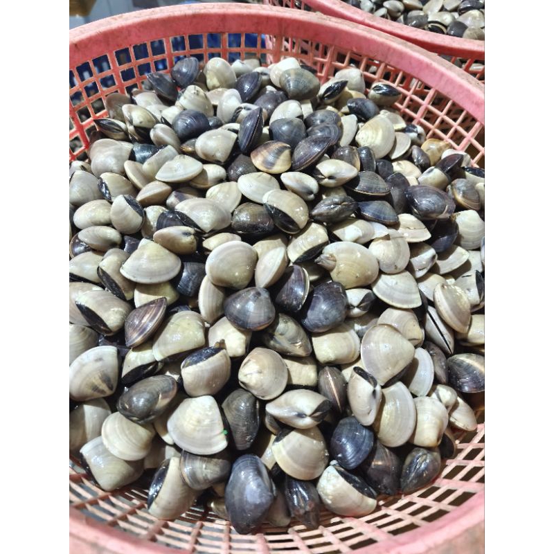 

KERANG TAHU atau KERANG KEPAH 1KG