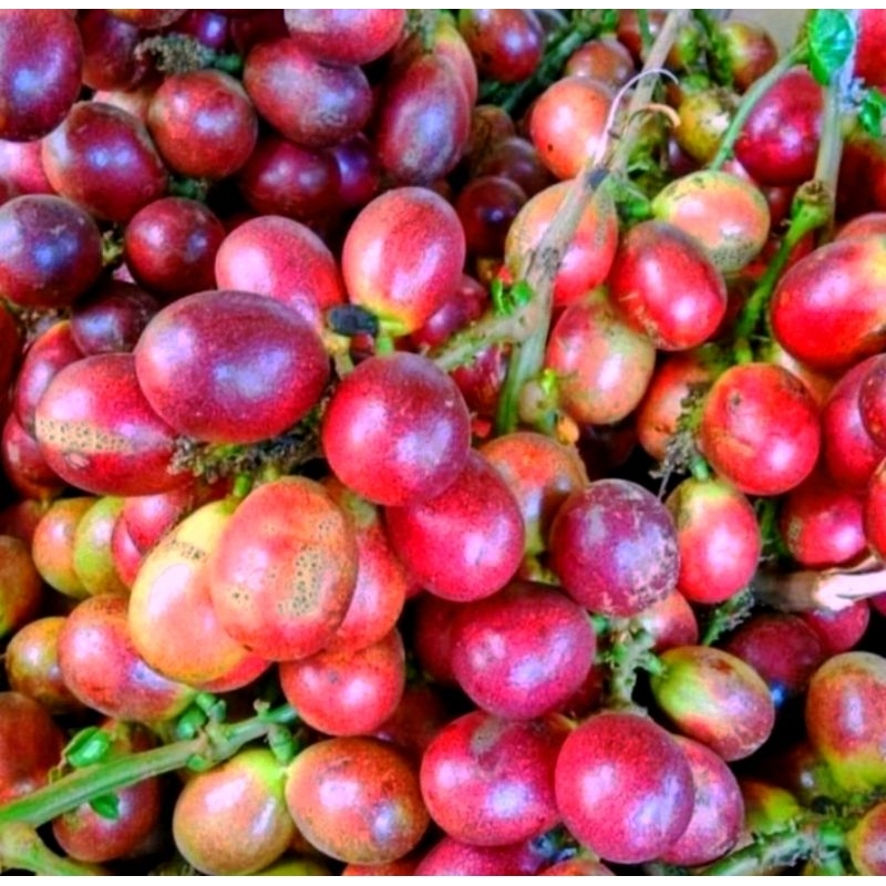 

Buah Matoa Merah Daging Tebal 2kg Fresh Baru Petik Pohon
