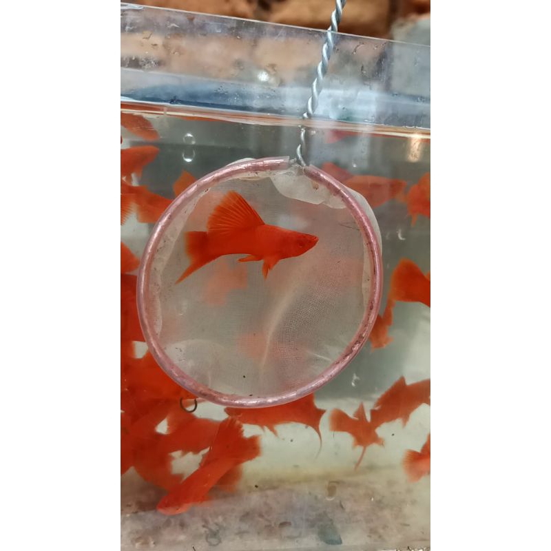 BLOOD_RED FireCraker