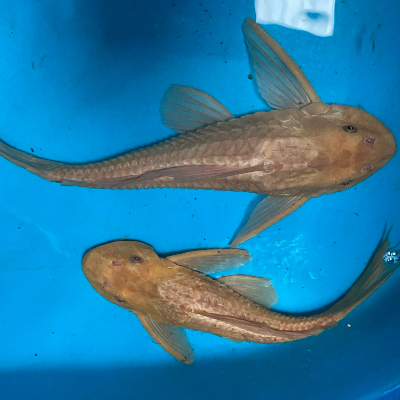 BIBIT ikan sapu” ALBINO / ikan sapu-sapu mentega sehat