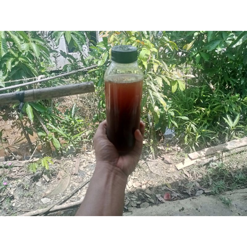 

Madu Kelulut Klanceng Trigona Itama 500ml Murni dan Asli 100% Hutan Kalimantan