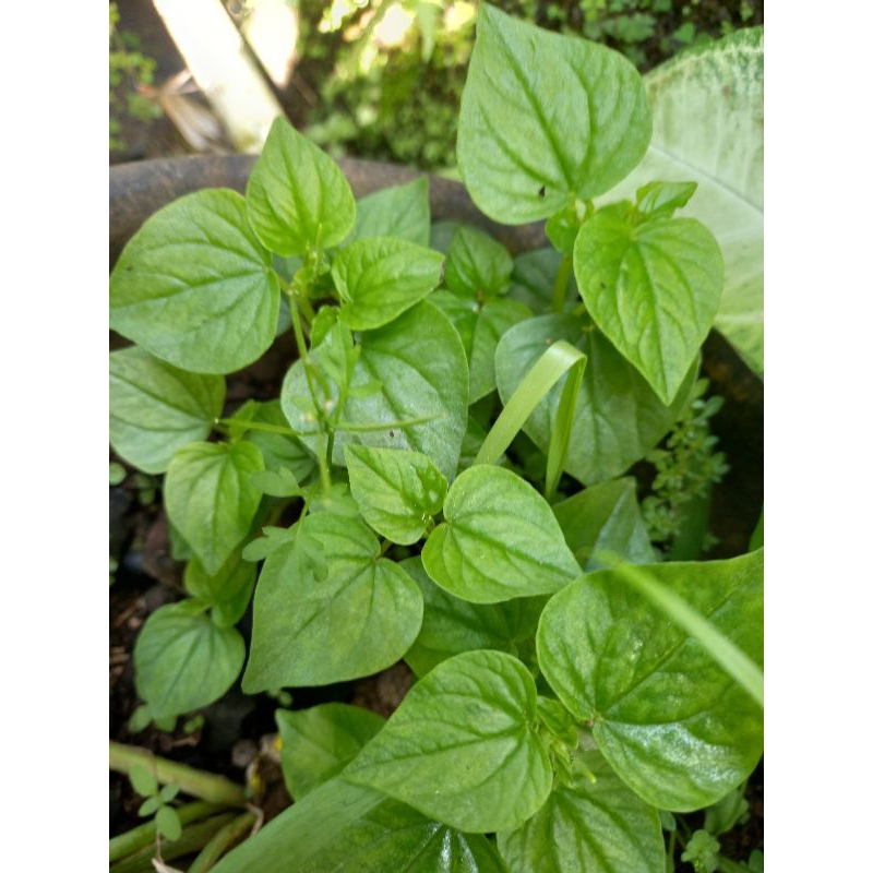 

daun sirih cina 250gr