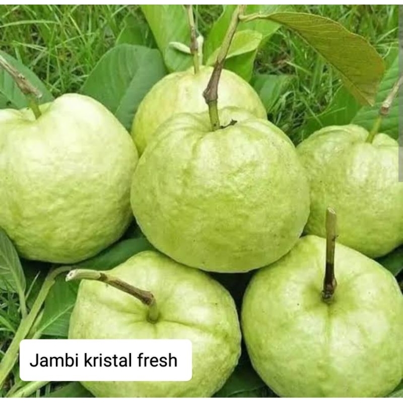 

Jambu Kristal Konvensional 1 kg fruits12