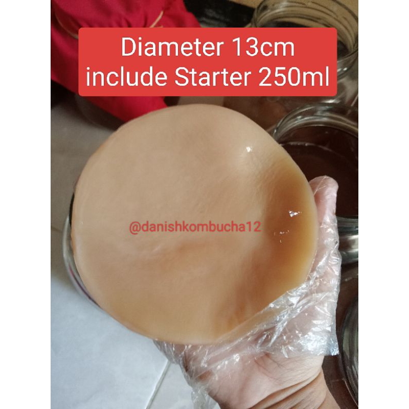 

bibit kombucha 13 cm TEBAL/scoby kombucha/bibit kombucha/diameter 12-13cm include starter 250ml danishkombucha12