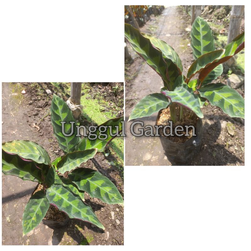 Tanaman Hias Calathea Warscewiczii Jungle Velvet