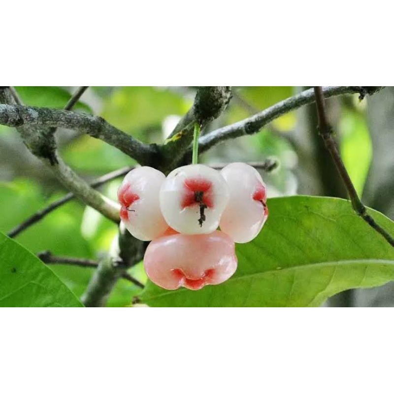 

Jambu Air Batang BESAR